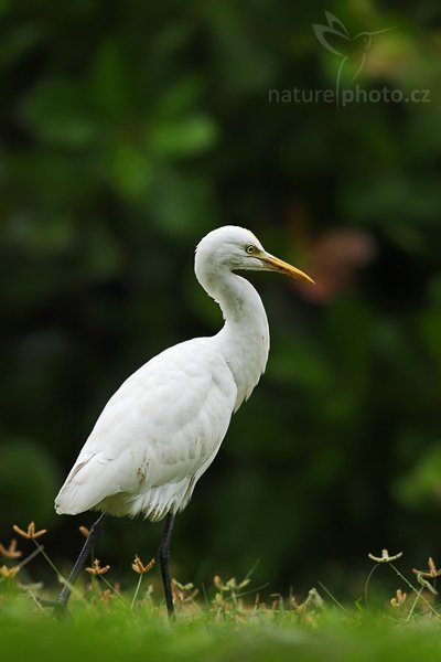 Volavka rusohlavá (Bubulcus ibis), Volavka rusohlavá (Bubulcus ibis), Cattle Egret, Autor: Ondřej Prosický | NaturePhoto.cz, Model: Canon EOS-1D Mark III, Objektiv: Canon EF 400mm f/5.6 L USM, Ohnisková vzdálenost (EQ35mm): 520 mm, stativ Gitzo 1227 LVL, Clona: 5.6, Doba expozice: 1/250 s, ISO: 320, Kompenzace expozice: -2/3, Blesk: Ne, Vytvořeno: 9. prosince 2007 12:47:04, Bundala National Park (Sri Lanka)