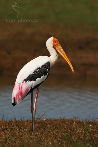 Nesyt indomalajský (Mycteria leucocephala), Nesyt indomalajský (Mycteria leucocephala), Painted Stork, Autor: Ondřej Prosický | NaturePhoto.cz, Model: Canon EOS-1D Mark III, Objektiv: Canon EF 400mm f/5.6 L USM, Ohnisková vzdálenost (EQ35mm): 520 mm, stativ Gitzo 1227 LVL, Clona: 6.3, Doba expozice: 1/1000 s, ISO: 250, Kompenzace expozice: -1/3, Blesk: Ne, Vytvořeno: 4. prosince 2007 10:35:02, Bundala National Park (Sri Lanka)