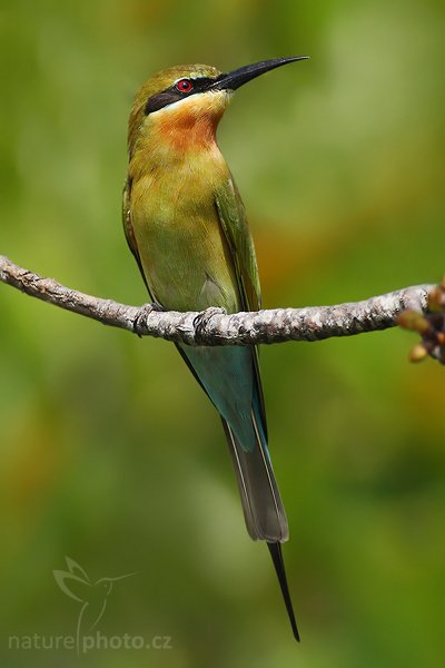 Vlha modroocasá (Merops philippinus), Vlha modroocasá (Merops philippinus), Blue-tailed Bee-eater, Autor: Ondřej Prosický | NaturePhoto.cz, Model: Canon EOS-1D Mark III, Objektiv: Canon EF 400mm f/5.6 L USM, Ohnisková vzdálenost (EQ35mm): 520 mm, stativ Gitzo 1227 LVL, Clona: 6.3, Doba expozice: 1/400 s, ISO: 200, Kompenzace expozice: -1, Blesk: Ne, Vytvořeno: 26. listopadu 2007 10:14:37, Bundala National Park (Sri Lanka)