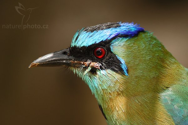 Momot černolící (Momotus momota), Momot černolící (Momotus momota), Blue-crowned Motmot, Autor: Ondřej Prosický | NaturePhoto.cz, Model: Canon EOS 40D, Objektiv: Canon EF 200mm f/2.8 L USM + TC Canon 2x, Ohnisková vzdálenost (EQ35mm): 640 mm, stativ Gitzo 1227 LVL, Clona: 5.6, Doba expozice: 1/640 s, ISO: 500, Kompenzace expozice: -2/3, Blesk: Ano, Vytvořeno: 2. března 2008 21:13:45, La Paz (Kostarika)