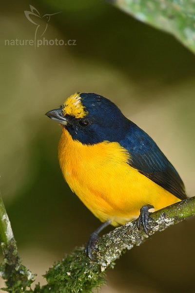 Libohlásek Bonapartův (Euphonia hirundinacea), Libohlásek Bonapartův (Euphonia hirundinacea), Yellow-throated Euphonia, Autor: Ondřej Prosický | NaturePhoto.cz, Model: Canon EOS-1D Mark III, Objektiv: Canon EF 200mm f/2.8 L USM + TC Canon 2x, Ohnisková vzdálenost (EQ35mm): 520 mm, stativ Gitzo 1227 LVL, Clona: 5.6, Doba expozice: 1/200 s, ISO: 640, Kompenzace expozice: -2/3, Blesk: Ano, Vytvořeno: 5. února 2008 17:36:10, La Paz (Kostarika)