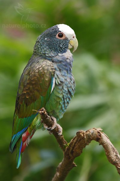 Amazónek běločelý (Pionus senilis), Amazónek běločelý (Pionus senilis), White-crowned Parrot or Plum-crowned Pionus, Autor: Ondřej Prosický | NaturePhoto.cz, Model: Canon EOS 40D, Objektiv: Canon EF 200mm f/2.8 L USM + TC Canon 2x, Ohnisková vzdálenost (EQ35mm): 448 mm, stativ Gitzo 1227 LVL, Clona: 5.6, Doba expozice: 1/200 s, ISO: 400, Kompenzace expozice: 0, Blesk: Ano, Vytvořeno: 2. března 2008 20:45:59, La Paz (Kostarika)