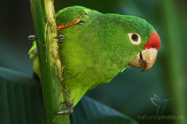 Aratinga rudočelý (Aratinga finschi), Aratinga rudočelý (Aratinga finschi), Crimson-fronted Parakeet, Autor: Ondřej Prosický | NaturePhoto.cz, Model: Canon EOS-1D Mark III, Objektiv: Canon EF 200mm f/2.8 L USM + TC Canon 2x, Ohnisková vzdálenost (EQ35mm): 520 mm, stativ Gitzo 1227 LVL, Clona: 5.6, Doba expozice: 1/200 s, ISO: 1000, Kompenzace expozice: -2/3, Blesk: Ano, Vytvořeno: 5. února 2008 17:28:32, La Paz (Kostarika)