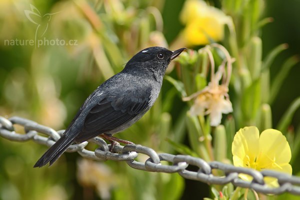 Háčkozobec pacifický (Diglossa plumbea), Háčkozobec pacifický (Diglossa plumbea), Slaty Flowerpiercer, Autor: Ondřej Prosický | NaturePhoto.cz, Model: Canon EOS-1D Mark III, Objektiv: Canon EF 200mm f/2.8 L USM + TC Canon 2x, Ohnisková vzdálenost (EQ35mm): 520 mm, stativ Gitzo 1227 LVL, Clona: 6.3, Doba expozice: 1/320 s, ISO: 160, Kompenzace expozice: 0, Blesk: Ano, Vytvořeno: 7. února 2008 9:58:21, La Paz (Kostarika)