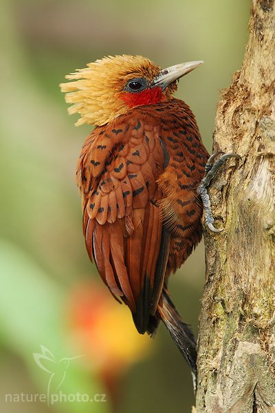 Datel kaštanovobarvý (Celeus castaneus), Datel kaštanovobarvý (Celeus castaneus), Chesnut-colored Woodpecker, Autor: Ondřej Prosický | NaturePhoto.cz, Model: Canon EOS-1D Mark III, Objektiv: Canon EF 200mm f/2.8 L USM + TC Canon 2x, Ohnisková vzdálenost (EQ35mm): 520 mm, stativ Gitzo 1227 LVL, Clona: 5.6, Doba expozice: 1/160 s, ISO: 500, Kompenzace expozice: -2/3, Blesk: Ano, Vytvořeno: 19. února 2008 10:37:51, La Paz (Kostarika)