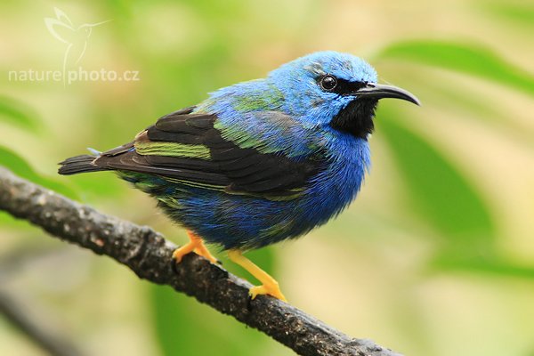 Květomil azurovitý (Cyanerpes lucidus), Květomil azurovitý (Cyanerpes lucidus), Shining Honeycreeper, Autor: Ondřej Prosický | NaturePhoto.cz, Model: Canon EOS-1D Mark III, Objektiv: Canon EF 200mm f/2.8 L USM + TC Canon 2x, Ohnisková vzdálenost (EQ35mm): 520 mm, stativ Gitzo 1227 LVL, Clona: 6.3, Doba expozice: 1/250 s, ISO: 500, Kompenzace expozice: -1/3, Blesk: Ano, Vytvořeno: 17. února 2008 10:48:26, La Paz (Kostarika)