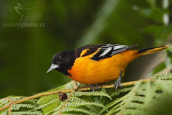 Trupiál baltimorský (Icterus galbula), Trupiál baltimorský (Icterus galbula) Baltimore Oriole, Autor: Ondřej Prosický | NaturePhoto.cz, Model: Canon EOS 40D, Objektiv: Canon EF 200mm f/2.8 L USM + TC Canon 2x, Ohnisková vzdálenost (EQ35mm): 640 mm, stativ Gitzo 1227 LVL, Clona: 5.6, Doba expozice: 1/250 s, ISO: 500, Kompenzace expozice: -2/3, Blesk: Ano, Vytvořeno: 2. března 2008 22:45:08, La Paz (Kostarika)