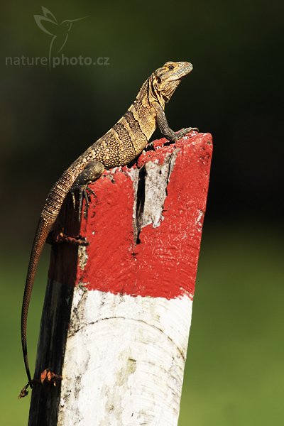 Leguán černý (Ctenosaura similis), Leguán černý (Ctenosaura similis), Gray""s Spiny-tailed Iguana, Autor: Ondřej Prosický | NaturePhoto.cz, Model: Canon EOS-1D Mark III, Objektiv: Canon EF 400mm f/5.6 L USM, Ohnisková vzdálenost (EQ35mm): 520 mm, stativ Gitzo 1227 LVL, Clona: 6.3, Doba expozice: 1/640 s, ISO: 100, Kompenzace expozice: -1, Blesk: Ne, Vytvořeno: 8. února 2008 8:48:13, Dominical (Kostarika)