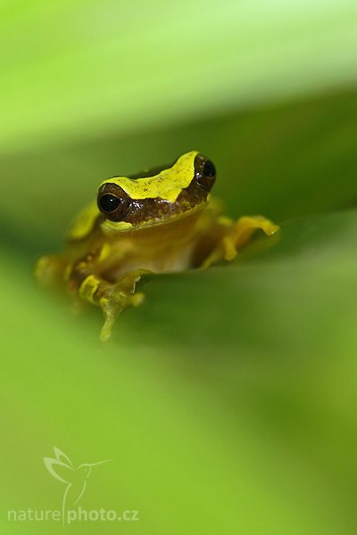 Smiliska banánová (Smilisca phaeota), Smiliska banánová (Smilisca phaeota), Masked Smilisca, Autor: Ondřej Prosický | NaturePhoto.cz, Model: Canon EOS-1D Mark III, Objektiv: Canon EF100mm f/2.8 USM, Ohnisková vzdálenost (EQ35mm): 130 mm, stativ Gitzo 1227 LVL, Clona: 4.0, Doba expozice: 1/200 s, ISO: 640, Kompenzace expozice: -2/3, Blesk: Ano, Vytvořeno: 5. února 2008 18:05:13, La Paz (Kostarika)