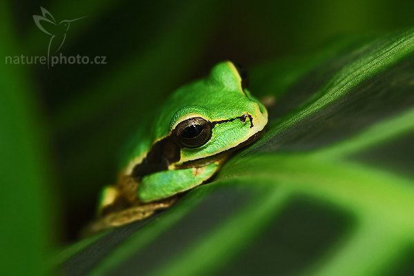 Smiliska banánová (Smilisca phaeota), Smiliska banánová (Smilisca phaeota), Masked Smilisca, Autor: Ondřej Prosický | NaturePhoto.cz, Model: Canon EOS-1D Mark III, Objektiv: Canon EF 100mm f/2.8 Macro USM, Ohnisková vzdálenost (EQ35mm): 130 mm, stativ Gitzo 1227 LVL, Clona: 4.5, Doba expozice: 1/80 s, ISO: 800, Kompenzace expozice: -2/3, Blesk: Ano, Vytvořeno: 5. února 2008 18:12:57, La Paz (Kostarika)