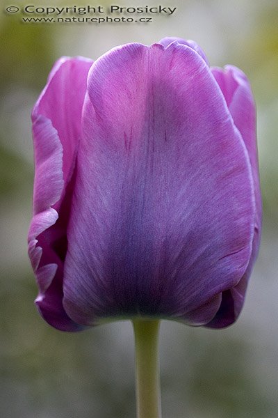 Fialový tulipán, Autor: Ondřej Prosický, Model aparátu: Canon EOS 300D DIGITAL, Objektiv: Canon EF 100mm f/2.8 Macro USM, Ohnisková vzdálenost: 100.00 mm, fotografováno z ruky, Clona: 4.50, Doba expozice: 1/400 s, ISO: 400, Vyvážení expozice: -0.38, Blesk: Ne, Vytvořeno: 8. května 2005 13:49:02, Lety u Dobřichovic (ČR)