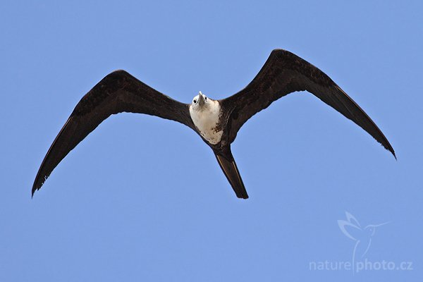 Fregatka vznešená (Fregata magnificens), Fregatka vznešená (Fregata magnificens), Magnificent Frigatebird, Autor: Ondřej Prosický | NaturePhoto.cz, Model: Canon EOS-1D Mark III, Objektiv: Canon EF 400mm f/5.6 L USM, Ohnisková vzdálenost (EQ35mm): 520 mm, fotografováno z ruky, Clona: 6.3, Doba expozice: 1/2000 s, ISO: 320, Kompenzace expozice: +1/3, Blesk: Ne, Vytvořeno: 8. února 2008 9:11:38, Dominical (Kostarika)