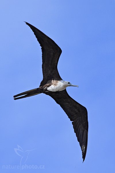 Fregatka vznešená (Fregata magnificens), Fregatka vznešená (Fregata magnificens), Magnificent Frigatebird, Autor: Ondřej Prosický | NaturePhoto.cz, Model: Canon EOS-1D Mark III, Objektiv: Canon EF 400mm f/5.6 L USM, Ohnisková vzdálenost (EQ35mm): 520 mm, fotografováno z ruky, Clona: 6.3, Doba expozice: 1/2000 s, ISO: 320, Kompenzace expozice: +1/3, Blesk: Ne, Vytvořeno: 8. února 2008 9:08:51, Dominical (Kostarika)