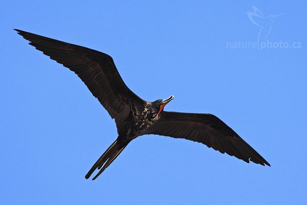 Fregatka vznešená (Fregata magnificens), Fregatka vznešená (Fregata magnificens), Magnificent Frigatebird, Autor: Ondřej Prosický | NaturePhoto.cz, Model: Canon EOS-1D Mark III, Objektiv: Canon EF 400mm f/5.6 L USM, Ohnisková vzdálenost (EQ35mm): 520 mm, fotografováno z ruky, Clona: 6.3, Doba expozice: 1/1600 s, ISO: 320, Kompenzace expozice: +1/3, Blesk: Ne, Vytvořeno: 8. února 2008 9:15:23, Dominical (Kostarika)