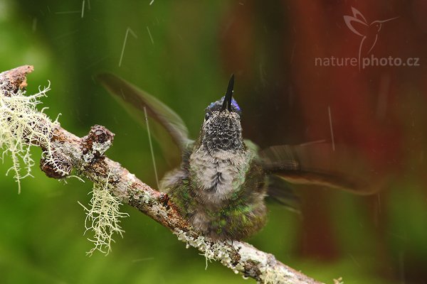 Kolibřík skvostný (Eugenes fulgens), Kolibřík skvostný (Eugenes fulgens), Magnificent Hummingbird, Autor: Ondřej Prosický | NaturePhoto.cz, Model: Canon EOS-1D Mark III, Objektiv: Canon EF 200mm f/2.8 L USM + TC Canon 2x, Ohnisková vzdálenost (EQ35mm): 520 mm, stativ Gitzo 1227 LVL, Clona: 5.6, Doba expozice: 1/160 s, ISO: 800, Kompenzace expozice: -2/3, Blesk: Ano, Vytvořeno: 7. února 2008 12:17:58, Savegre (Kostarika)