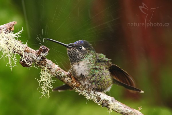 Kolibřík skvostný (Eugenes fulgens), Kolibřík skvostný (Eugenes fulgens), Magnificent Hummingbird, Autor: Ondřej Prosický | NaturePhoto.cz, Model: Canon EOS-1D Mark III, Objektiv: Canon EF 200mm f/2.8 L USM + TC Canon 2x, Ohnisková vzdálenost (EQ35mm): 520 mm, stativ Gitzo 1227 LVL, Clona: 5.6, Doba expozice: 1/160 s, ISO: 800, Kompenzace expozice: -2/3, Blesk: Ano, Vytvořeno: 7. února 2008 12:18:12, Savegre (Kostarika)