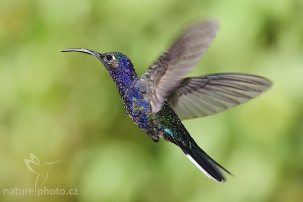 Kolibřík purpurový (Campylopterus hemileucurus), Kolibřík purpurový (Campylopterus hemileucurus) = Kolibřík fialkový, Violet Sabrewing, Autor: Ondřej Prosický | NaturePhoto.cz, Model: Canon EOS-1D Mark III, Objektiv: Canon EF 200mm f/2.8 L USM + TC Canon 1.4x, Ohnisková vzdálenost (EQ35mm): 364 mm, stativ Gitzo 1227 LVL, Clona: 5.0, Doba expozice: 1/640 s, ISO: 500, Kompenzace expozice: 0, Blesk: Ano, Vytvořeno: 5. února 2008 16:12:52, La Paz (Kostarika)