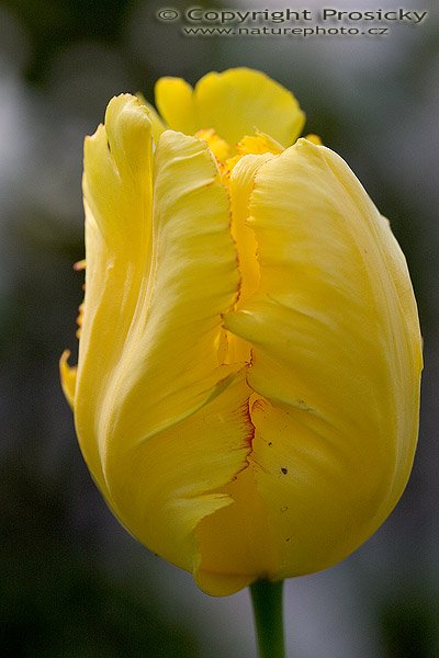 ®lutý tulipán, Autor: Ondřej Prosický, Model aparátu: Canon EOS 300D DIGITAL, Objektiv: Canon EF 100mm f/2.8 Macro USM, Ohnisková vzdálenost: 100.00 mm, fotografováno z ruky, Clona: 4.50, Doba expozice: 1/1000 s, ISO: 400, Vyvážení expozice: -0.38, Blesk: Ne, Vytvořeno: 8. května 2005 13:49:18, Lety u Dobřichovic (ČR)