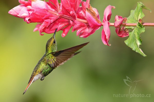 Kolibřík měděnohlavý (Elvira cupreiceps), Kolibřík měděnohlavý (Elvira cupreiceps), Coppery-headed Emereld, Autor: Ondřej Prosický | NaturePhoto.cz, Model: Canon EOS-1D Mark III, Objektiv: Canon EF 200mm f/2.8 L USM + TC Canon 1.4x, Ohnisková vzdálenost (EQ35mm): 364 mm, stativ Gitzo 1227 LVL, Clona: 5.6, Doba expozice: 1/1600 s, ISO: 500, Kompenzace expozice: 0, Blesk: Ano, Vytvořeno: 5. února 2008 21:34:47, La Paz (Kostarika)