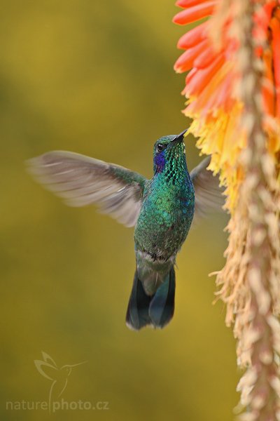 Kolibřík zelený (Colibri thalassinus), Kolibřík zelený (Colibri thalassinus), Green Violet-ear, Autor: Ondřej Prosický | NaturePhoto.cz, Model: Canon EOS-1D Mark III, Objektiv: Canon EF 200mm f/2.8 L USM + TC Canon 2x, Ohnisková vzdálenost (EQ35mm): 520 mm, stativ Gitzo 1227 LVL, Clona: 5.6, Doba expozice: 1/320 s, ISO: 640, Kompenzace expozice: -1/3, Blesk: Ano, Vytvořeno: 7. února 2008 11:11:09, La Paz (Kostarika)