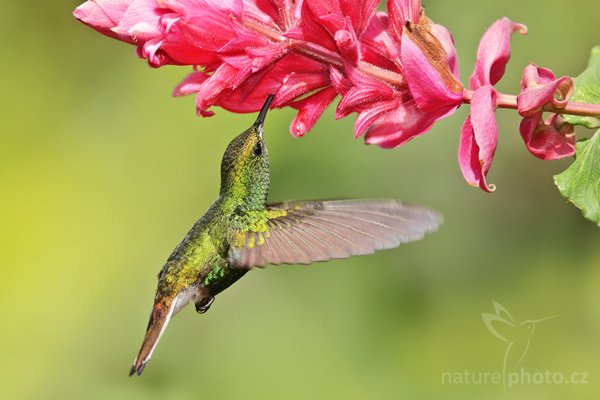 Kolibřík měděnohlavý (Elvira cupreiceps), Kolibřík měděnohlavý (Elvira cupreiceps), Coppery-headed Emereld, Autor: Ondřej Prosický | NaturePhoto.cz, Model: Canon EOS-1D Mark III, Objektiv: Canon EF 200mm f/2.8 L USM + TC Canon 1.4x, Ohnisková vzdálenost (EQ35mm): 364 mm, stativ Gitzo 1227 LVL, Clona: 5.6, Doba expozice: 1/1600 s, ISO: 500, Kompenzace expozice: 0, Blesk: Ano, Vytvořeno: 5. února 2008 21:34:47, La Paz (Kostarika)