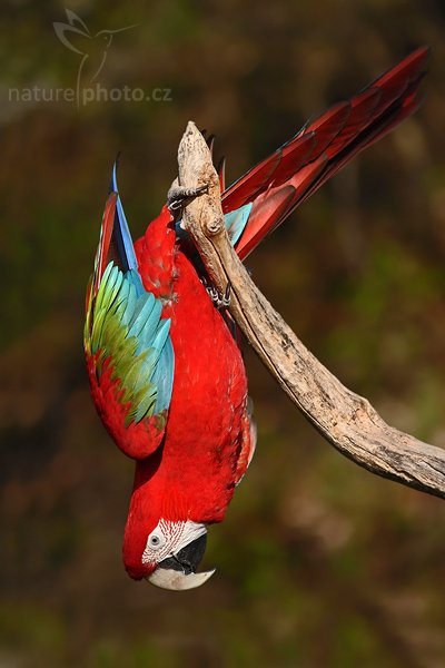 Ara zelenokřídlý (Ara chloroptera), Ara zelenokřídlý (Ara chloroptera), Red-and-green Macaw, Autor: Ondřej Prosický | NaturePhoto.cz, Model: Canon EOS-1D Mark III, Objektiv: Canon EF 400mm f/5.6 L USM, Ohnisková vzdálenost (EQ35mm): 520 mm, fotografováno z ruky, Clona: 5.6, Doba expozice: 1/1250 s, ISO: 500, Kompenzace expozice: -1/3 EV, Blesk: Ne, Vytvořeno: 5. dubna 2008 9:09:02, ZOO Praha - Troja (Česko)