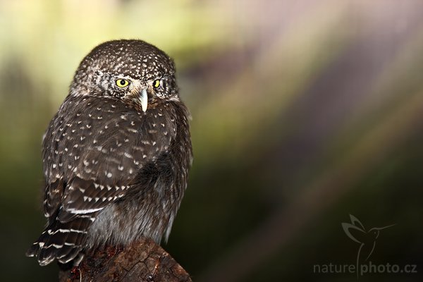 Kulíšek nejmenší (Glaucidium passerinum), Kulíšek nejmenší (Glaucidium passerinum), Eurasian Pygmy Owl, Autor: Ondřej Prosický | NaturePhoto.cz, Model: Canon EOS-1D Mark III, Objektiv: Canon EF 200mm f/2.8 L USM + TC Canon 1.4x, Ohnisková vzdálenost (EQ35mm): 520 mm, fotografováno z ruky, Clona: 5.0, Doba expozice: 1/500 s, ISO: 250, Kompenzace expozice: -0 EV, Blesk: Ano, Vytvořeno: 5. dubna 2008 11:44:33, ZOO Praha - Troja (Česko)