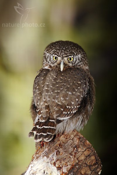 Kulíšek nejmenší (Glaucidium passerinum), Kulíšek nejmenší (Glaucidium passerinum), Eurasian Pygmy Owl, Autor: Ondřej Prosický | NaturePhoto.cz, Model: Canon EOS-1D Mark III, Objektiv: Canon EF 200mm f/2.8 L USM + TC Canon 1.4x, Ohnisková vzdálenost (EQ35mm): 520 mm, fotografováno z ruky, Clona: 5.0, Doba expozice: 1/500 s, ISO: 250, Kompenzace expozice: -0 EV, Blesk: Ano, Vytvořeno: 5. dubna 2008 11:43:21, ZOO Praha - Troja (Česko)