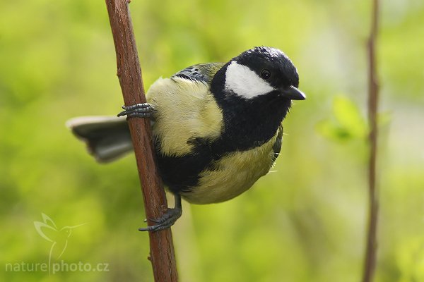 Sýkora koňadra (Parus major), Sýkora koňadra (Parus major), Great Tit, Autor: Ondřej Prosický | NaturePhoto.cz, Model: Canon EOS-1D Mark III, Objektiv: Canon EF 200mm f/2.8 L USM + TC Canon 2x, Ohnisková vzdálenost (EQ35mm): 520 mm, fotografováno z ruky, Clona: 5.6, Doba expozice: 1/1250 s, ISO: 640, Kompenzace expozice: -1/3 EV, Blesk: Ano, Vytvořeno: 5. dubna 2008 10:56:51, Praha - Troja (Česko)