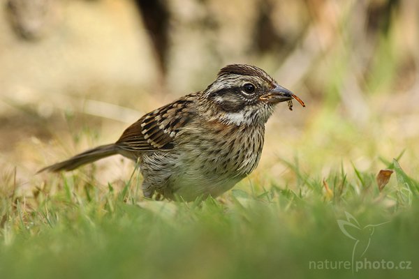 Strnadec pruhohlavý (Melospiza lincolnii), Strnadec pruhohlavý (Melospiza lincolnii), Lincoln""s sparrow, Autor: Ondřej Prosický | NaturePhoto.cz, Model: Canon EOS-1D Mark III, Objektiv: Canon EF 400mm f/5.6 L USM, Ohnisková vzdálenost (EQ35mm): 520 mm, stativ Gitzo 1227 LVL, Clona: 6.3, Doba expozice: 1/400 s, ISO: 200, Kompenzace expozice: -2/3, Blesk: Ano, Vytvořeno: 7. února 2008 9:09:36, Savegre (Kostarika)