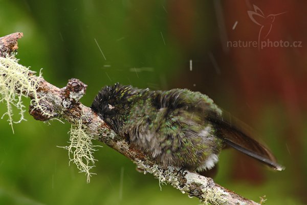 Kolibřík skvostný (Eugenes fulgens), Kolibřík skvostný (Eugenes fulgens), Magnificent Hummingbird, Autor: Ondřej Prosický | NaturePhoto.cz, Model: Canon EOS-1D Mark III, Objektiv: Canon EF 200mm f/2.8 L USM + TC Canon 2x, Ohnisková vzdálenost (EQ35mm): 520 mm, stativ Gitzo 1227 LVL, Clona: 5.6, Doba expozice: 1/160 s, ISO: 800, Kompenzace expozice: -2/3, Blesk: Ano, Vytvořeno: 7. února 2008 12:18:41, Savegre (Kostarika)