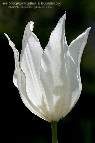 Bílý tulipán, Autor: Ondřej Prosický, Model aparátu: Canon EOS 300D DIGITAL, Objektiv: Canon EF 100mm f/2.8 Macro USM, Ohnisková vzdálenost: 100.00 mm, fotografováno z ruky, Clona: 7.10, Doba expozice: 1/800 s, ISO: 200, Vyvážení expozice: 0.38, Blesk: Ne, Vytvořeno: 8. května 2005 13:53:56, Lety u Dobřichovic (ČR) 