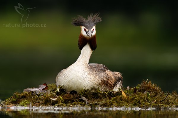 Potápka roháč (Podiceps cristatus), Potápka roháč (Podiceps cristatus), Great Crested Grebe, Autor: Ondřej Prosický | NaturePhoto.cz, Model: Canon EOS 20D, Objektiv: Canon EF 400mm f/5.6 L USM, Ohnisková vzdálenost (EQ35mm): 640 mm, stativ Gitzo 1227 LVL, Clona: 5.6, Doba expozice: 1/100 s, ISO: 100, Kompenzace expozice: +2/3, Blesk: Ne, Vytvořeno: 4. června 2006 16:10:15, Lednický rybník, Lednice (Česko)