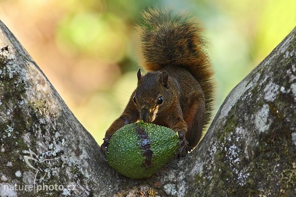 Veverka proměnlivá (Sciurus variegatoides), Veverka proměnlivá (Sciurus variegatoides), Variegated Squirrel, Autor: Ondřej Prosický | NaturePhoto.cz, Model: Canon EOS-1D Mark III, Objektiv: Canon EF 400mm f/5.6 L USM, Ohnisková vzdálenost (EQ35mm): 520 mm, stativ Gitzo 1227 LVL, Clona: 5.6, Doba expozice: 1/200 s, ISO: 500, Kompenzace expozice: -2/3, Blesk: Ne, Vytvořeno: 7. února 2008 7:46:11, Savegre (Kostarika)