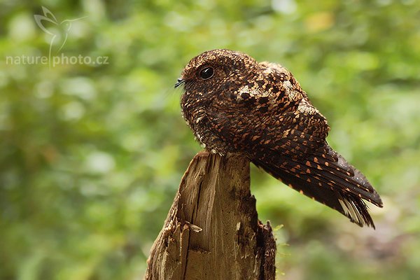 Lelek šerý (Caprimulgus saturatus), Lelek šerý (Caprimulgus saturatus), Dusky Nightjar, Autor: Marta Prosická | NaturePhoto.cz, Model: Canon EOS 40D, Objektiv: Canon EF 28-90mm f/4.5-5.6, Ohnisková vzdálenost (EQ35mm): 144 mm, fotografováno z ruky, Clona: 5.6, Doba expozice: 1/13 s, ISO: 500, Kompenzace expozice: 0, Blesk: Ne, Vytvořeno: 21. února 2008 18:31:44, Savegre (Kostarika)