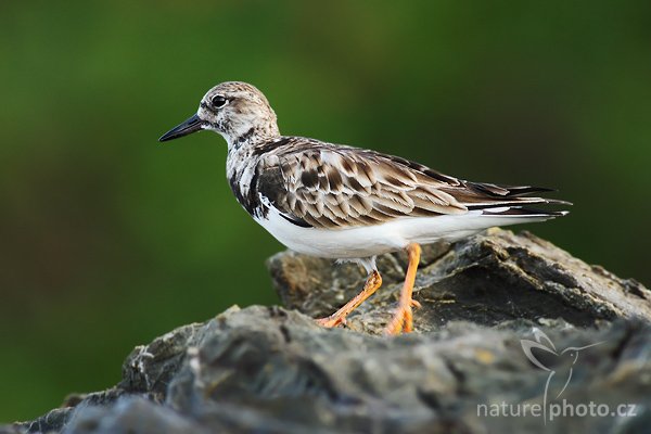 Kamenáček pestrý (Arenaria interpres), Kamenáček pestrý (Arenaria interpres), Ruddy Turnstone, Autor: Ondřej Prosický | NaturePhoto.cz, Model: Canon EOS-1D Mark III, Objektiv: Canon EF 400mm f/5.6 L USM, Ohnisková vzdálenost (EQ35mm): 520 mm, stativ Gitzo 1227 LVL, Clona: 5.6, Doba expozice: 1/160 s, ISO: 640, Kompenzace expozice: -1/3, Blesk: Ne, Vytvořeno: 8. února 2008 7:05:19, Dominical (Kostarika)