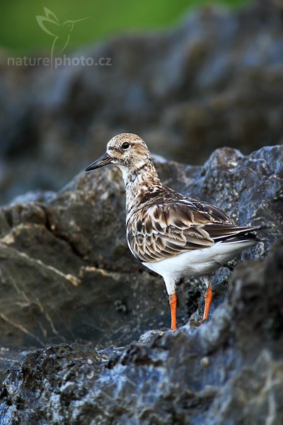 Kamenáček pestrý (Arenaria interpres), Kamenáček pestrý (Arenaria interpres), Ruddy Turnstone, Autor: Ondřej Prosický | NaturePhoto.cz, Model: Canon EOS-1D Mark III, Objektiv: Canon EF 400mm f/5.6 L USM, Ohnisková vzdálenost (EQ35mm): 520 mm, stativ Gitzo 1227 LVL, Clona: 5.6, Doba expozice: 1/160 s, ISO: 640, Kompenzace expozice: -1/3, Blesk: Ne, Vytvořeno: 8. února 2008 7:04:22, Dominical (Kostarika)