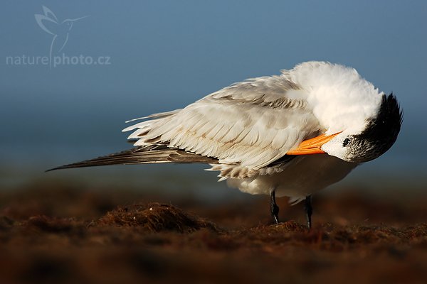 Rybák královský (Thalasseus maximus), Rybák královský (Thalasseus maximus = Sterna maxima), Royal Tern, Autor: Ondřej Prosický | NaturePhoto.cz, Model: Canon EOS-1D Mark II N, Objektiv: Canon EF 400mm f/5.6 L USM, Ohnisková vzdálenost (EQ35mm): 520 mm, stativ Gitzo 1227 LVL, Clona: 6.3, Doba expozice: 1/1000 s, ISO: 100, Kompenzace expozice: 0, Blesk: Ne, Vytvořeno: 14. ledna 2007 8:42:43, Fort Myers, Florida (USA)