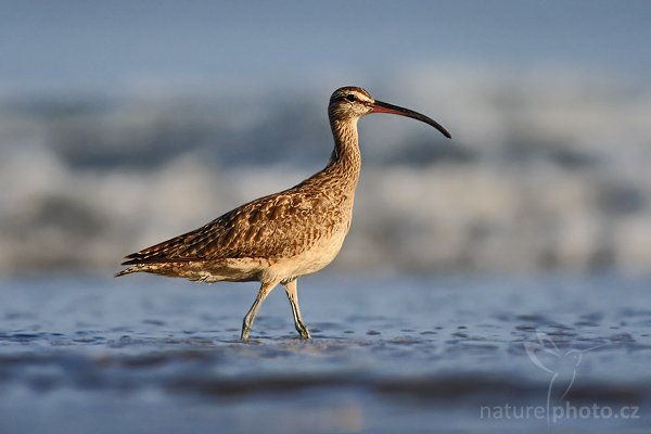 Koliha malá (Numenius phaeopus), Koliha malá (Numenius phaeopus), Whimbrel, Autor: Ondřej Prosický | NaturePhoto.cz, Model: Canon EOS-1D Mark III, Objektiv: Canon EF 400mm f/5.6 L USM, Ohnisková vzdálenost (EQ35mm): 520 mm, stativ Gitzo 1227 LVL, Clona: 5.6, Doba expozice: 1/1600 s, ISO: 500, Kompenzace expozice: -1/3, Blesk: Ne, Vytvořeno: 8. února 2008 7:18:37, Dominical (Kostarika)