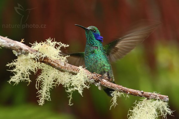 Kolibřík zelený (Colibri thalassinus), Kolibřík zelený (Colibri thalassinus), Green Violet-ear, Autor: Ondřej Prosický | NaturePhoto.cz, Model: Canon EOS-1D Mark III, Objektiv: Canon EF 400mm f/5.6 L USM, Ohnisková vzdálenost (EQ35mm): 520 mm, stativ Gitzo 1227 LVL, Clona: 5.6, Doba expozice: 1/200 s, ISO: 640, Kompenzace expozice: -2/3, Blesk: Ano, Vytvořeno: 7. února 2008 11:57:07, Savegre (Kostarika)