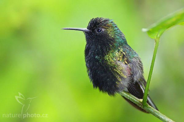 Kolibřík kostarický (Eupherusa nigriventris), Kolibřík kostarický (Eupherusa nigriventris), Black-Bellied Hummingbird, Autor: Ondřej Prosický | NaturePhoto.cz, Model: Canon EOS 5D, Objektiv: Canon EF 400mm f/5.6 L USM, Ohnisková vzdálenost (EQ35mm): 400 mm, stativ Gitzo 1227 LVL, Clona: 6.3, Doba expozice: 1/200 s, ISO: 640, Kompenzace expozice: 0, Blesk: Ano, Vytvořeno: 10. prosince 2006 14:18:27, La Paz (Kostarika)