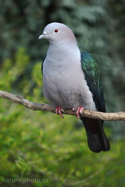 Holub modroocasý (Ducula concinna), Holub modroocasý (Ducula concinna), Elegant Imperial-pigeon, Autor: Ondřej Prosický | NaturePhoto.cz, Model: Canon EOS-1D Mark III, Objektiv: Canon EF 100mm f/2.8 Macro USM, Ohnisková vzdálenost (EQ35mm): 130 mm, stativ Gitzo 1227 LVL, Clona: 2.8, Doba expozice: 1/400 s, ISO: 200, Kompenzace expozice: -1/3, Blesk: Ano, Vytvořeno: 5. dubna 2008 3:23:00, ZOO Praha - Troja (Česko)