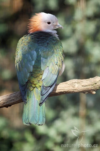 Holub kovový (Ducula aenea), Holub kovový (Ducula aenea), Green Imperial Pigeon, Autor: Ondřej Prosický | NaturePhoto.cz, Model: Canon EOS-1D Mark III, Objektiv: Canon EF 200mm f/2.8 L USM, Ohnisková vzdálenost (EQ35mm): 260 mm, stativ Gitzo 1227 LVL, Clona: 2.8, Doba expozice: 1/1600 s, ISO: 200, Kompenzace expozice: -2/3, Blesk: Ano, Vytvořeno: 5. dubna 2008 11:25:49, ZOO Praha - Troja (Česko)