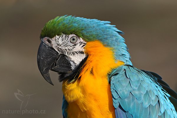 Ara ararauna (Ara ararauna), Ara ararauna (Ara ararauna), Autor: Ondřej Prosický | NaturePhoto.cz, Model: Canon EOS-1D Mark III, Objektiv: Canon EF 400mm f/5.6 L USM, Ohnisková vzdálenost (EQ35mm): 520 mm, stativ Gitzo 1227 LVL, Clona: 7.1, Doba expozice: 1/1250 s, ISO: 500, Kompenzace expozice: -1/3, Blesk: Ne, Vytvořeno: 5. dubna 2008 9:12:45, ZOO Praha - Troja (Česko) 