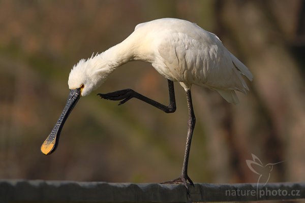 Kolpík bílý (Platalea leucorodia), Kolpík bílý (Platalea leucorodia), Eurasian Spoonbill, Autor: Ondřej Prosický | NaturePhoto.cz, Model: Canon EOS-1D Mark III, Objektiv: Canon EF 400mm f/5.6 L USM, Ohnisková vzdálenost (EQ35mm): 520 mm, stativ Gitzo 1227 LVL, Clona: 5.6, Doba expozice: 1/2000 s, ISO: 500, Kompenzace expozice: -1, Blesk: Ne, Vytvořeno: 5. dubna 2008 9:25:00, ZOO Praha - Troja (Česko)