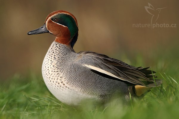 Čírka obecná (Anas crecca), Čírka obecná (Anas crecca), Common Teal / Eurasian Teal, Autor: Ondřej Prosický | NaturePhoto.cz, Model: Canon EOS-1D Mark III, Objektiv: Canon EF 400mm f/5.6 L USM, Ohnisková vzdálenost (EQ35mm): 520 mm, stativ Gitzo 1227 LVL, Clona: 5.6, Doba expozice: 1/1000 s, ISO: 320, Kompenzace expozice: -2/3, Blesk: Ano, Vytvořeno: 5. dubna 2008 9:37:33, Praha - Troja (Česko)