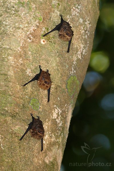 Netopýr vakový (Saccopteryx bilineata), Netopýr vakový (Saccopteryx bilineata), Greater White-Lined Bat, Autor: Ondřej Prosický | NaturePhoto.cz, Model: Canon EOS-1D Mark III, Objektiv: Canon EF 400mm f/5.6 L USM, Ohnisková vzdálenost (EQ35mm): 520 mm, stativ Gitzo 1227 LVL, Clona: 6.3, Doba expozice: 1/250 s, ISO: 800, Kompenzace expozice: 0, Blesk: Ano, Vytvořeno: 10. února 2008 8:06:33, NP Manuel Antonio (Kostarika)