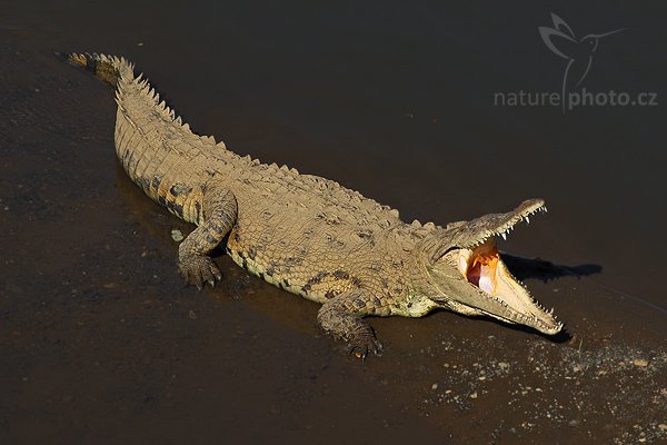 Krokodýl americký (Crocodylus acutus), Krokodýl americký (Crocodylus acutus), American crocodile, Autor: Ondřej Prosický | NaturePhoto.cz, Model: Canon EOS-1D Mark III, Objektiv: Canon EF 200mm f/2.8 L USM, Ohnisková vzdálenost (EQ35mm): 260 mm, stativ Gitzo 1227 LVL, Clona: 7.1, Doba expozice: 1/400 s, ISO: 100, Kompenzace expozice: -2/3, Blesk: Ne, Vytvořeno: 11. února 2008 8:54:58, řeka Río Tarcoles (Kostarika)