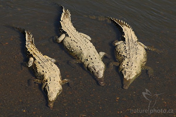 Krokodýl americký (Crocodylus acutus), Krokodýl americký (Crocodylus acutus), American crocodile, Autor: Ondřej Prosický | NaturePhoto.cz, Model: Canon EOS-1D Mark III, Objektiv: Canon EF 200mm f/2.8 L USM, Ohnisková vzdálenost (EQ35mm): 260 mm, stativ Gitzo 1227 LVL, Clona: 7.1, Doba expozice: 1/320 s, ISO: 100, Kompenzace expozice: -2/3, Blesk: Ne, Vytvořeno: 11. února 2008 8:54:21, řeka Río Tarcoles (Kostarika)