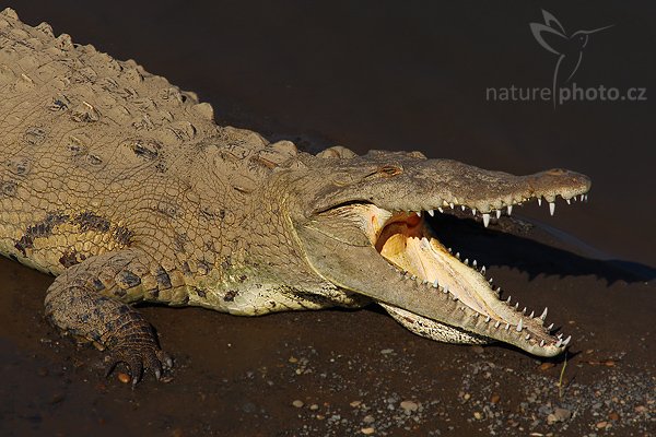 Krokodýl americký (Crocodylus acutus), Krokodýl americký (Crocodylus acutus), American crocodile, Autor: Ondřej Prosický | NaturePhoto.cz, Model: Canon EOS-1D Mark III, Objektiv: Canon EF 400mm f/5.6 L USM + TC Canon 1.4x, Ohnisková vzdálenost (EQ35mm): 728 mm, stativ Gitzo 1227 LVL, Clona: 10, Doba expozice: 1/400 s, ISO: 100, Kompenzace expozice: -2/3, Blesk: Ne, Vytvořeno: 11. února 2008 8:56:37, řeka Río Tarcoles (Kostarika)